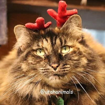 UtahAnimals's profile picture. Utah Animal Adoption Center is a non-profit animal rescue dedicated to eliminating the senseless euthanasia of healthy, adoptable cats and dogs. #UtahAnimals