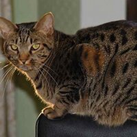 Benetta (@benetta) 's Twitter Profile