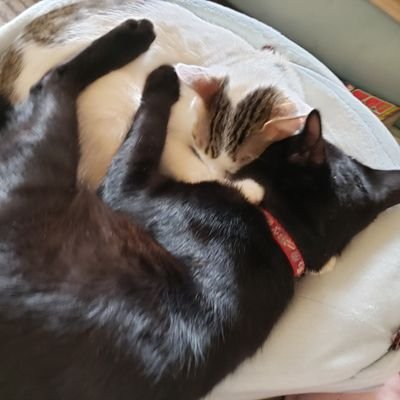 an_basketball_'s profile picture. 