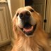 Riley the Happy Golden (@RileytheHappyG1) Twitter profile photo