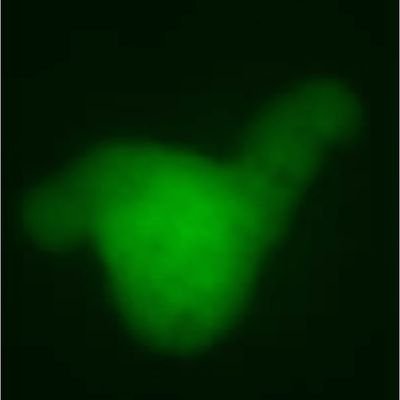 Working on Entamoeba histolytica, a human intestinal parasite. Virulence, microbiota, oxidative and nitrosative stresses, epigenetics are our preferred topics.