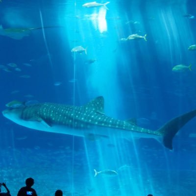 そぼちゃんのママ 美ら海水族館のジンベエザメさんが今のアイコンです 沖縄育ちの卵とはどんなお味なのでしょう 幸せな時間が流れる地で育ったのだからきっと美味しいのだと思います 1歳の息子とおやつタイムにぜひ味わってみたいです