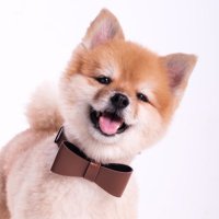 Luke the Pomeranian (@lukethepompom) 's Twitter Profile