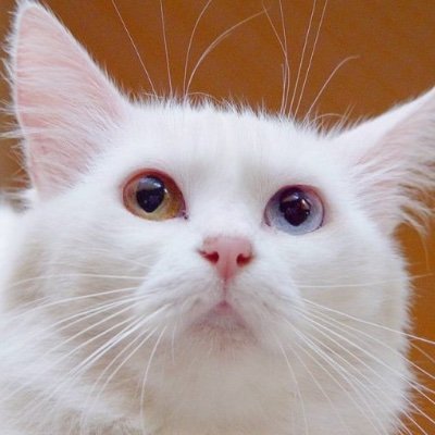 semihozcinar's profile picture. Salyangozmuşçasına bakacaksın bazen hayata