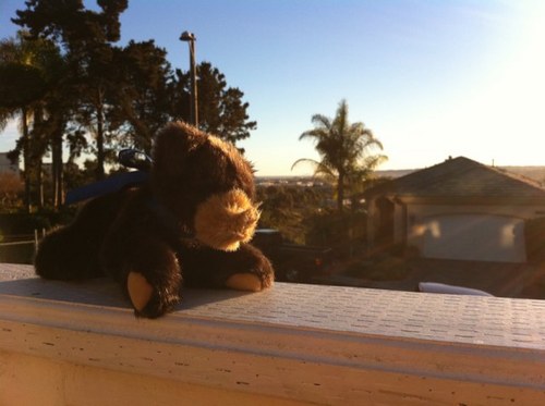 LeisureBear's profile picture. 