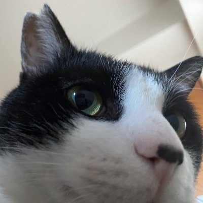 numenumenone's profile picture. hoohos(歌とギター)、THE ACT WE ACT(ギター)
愛知県名古屋市在住、岐阜県各務原市出身。