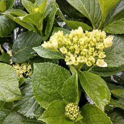 mitzmukherjee's profile picture. Design Professional
Donate to our Covid-19 campaign - https://t.co/N5grPFcYTs