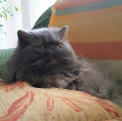 Roberto63230291's profile picture. 