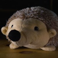 Monty The Hedgehog(@HedgehogMonty) 's Twitter Profile Photo