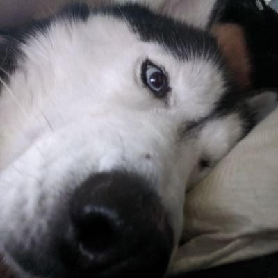 MattersDoesIt's profile picture. Former Game Master @BlizzardEntertainment, Twitch Affiliate (https://t.co/3dWDFzAX9q) and WoW Lore enthusiast.
The thoughts and views here are my own.