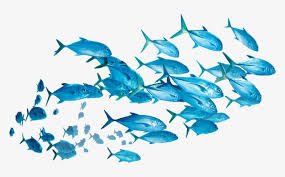 SADC AQUA COOP&SMMES Zimbabwe, Tanzania, Mozambique Angola Zambia Botswana Malawi Lesotho Eswatini Mzansi Mauritius Madagascar Namibia Congo Seycheles Comoros!