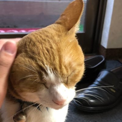 1984Bruticus's profile picture. (無言フォロー歓迎＆失礼します) にわかモデラーのTFクラスタでSNS下手 美容室の猫ちゃんを吸いたい日々 そしてお酒好きな2BRO.リスナーでウォーハンマー40Kに脳焼かれ気味