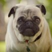 Pug Attack (@pug_attack) 's Twitter Profile