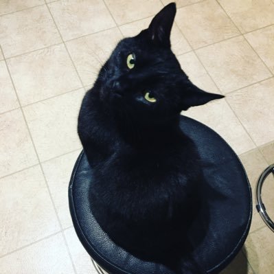 mrsblack_cat's profile picture. Work in education. Back in mainstream primary after working in trauma based AP. Engage, educate and empower. I also love cats 😻