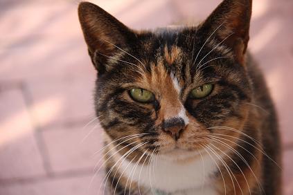 アイコンは、愛猫のミケ子です。
普段は学校行事や地元の祭りイベント事の
撮影をしています。
写真はインスタグラムに掲げてます。
https://t.co/FmJJDnUIp9