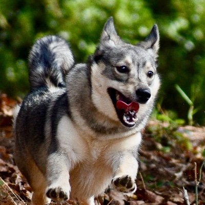 Capitalist aspiring ex-judge #swedishvallhund #sony #gopro #lawtwitter