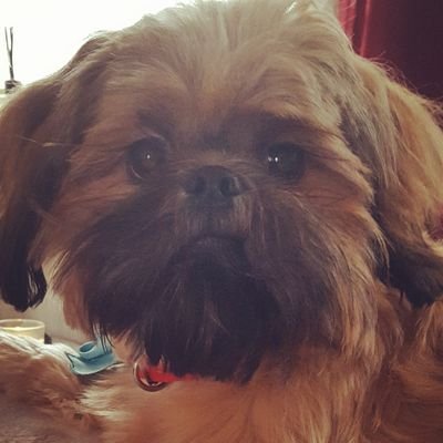 tv shows love animals and music concerts and a good sense of humour always dreaming studying animal behaviour and welfare at chester university 🐕🐕