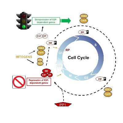 #Cellcycle control in mammalian cells and deregulation in #cancer (#Prostatecancer). Cyclins, #CDKs, protein #phosphatase 2A (#PP2A) and #tumorsuppressors, pRB