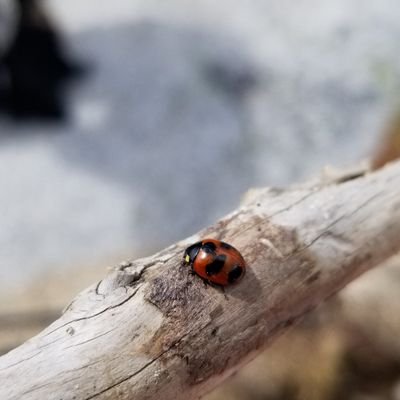 esa_pac's profile picture. The Pacific Branch of the Entomological Society of America 🦋🐛🐜🐝🐞🦗🦟🕷🦂 106th Branch Meeting 10-13 April, 2022 in Santa Rosa, CA  #PBESA2022