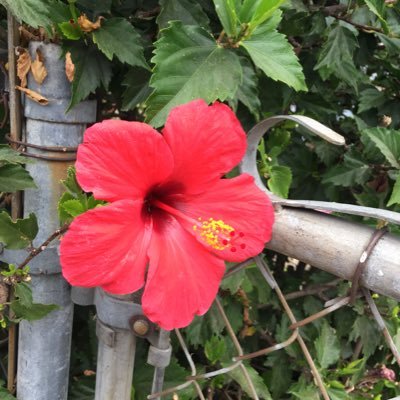 zysheidi's profile picture. 