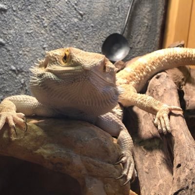 anasu810's profile picture. 