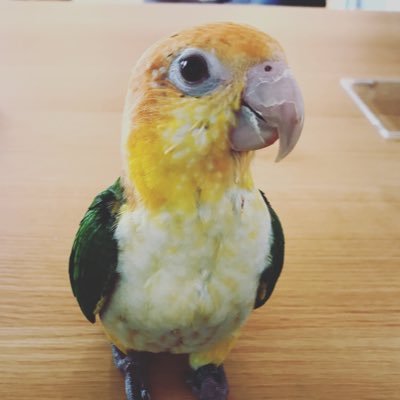 tamami25828958's profile picture. 高齢出産で息子(2019.10)を授かりました。愛鳥(2019.3) と離れて、2021.1〜夫、息子とアメリカ生活スタート。英語ができなさすぎて、おもに泣いてます 2023年末帰国しました