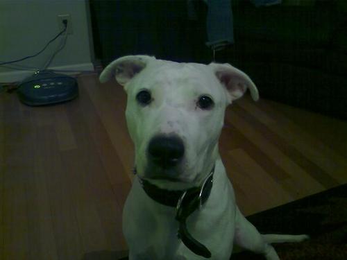 linuxthedog's profile picture. 