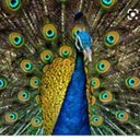 Doug Collins’ Peacock🦚 - @collins_peacock - Twitter