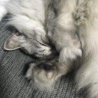 あやこ (@skkkp) 's Twitter Profile