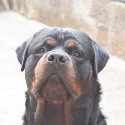 HektorDi's profile picture. rottweiler 
hektor del lago di traiano