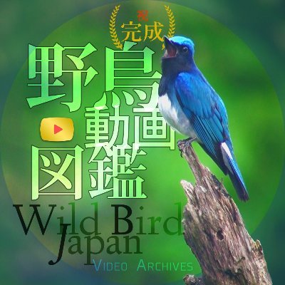 野鳥動画図鑑 660種1 181本公開中 Official Wild Bird Japan Wildbirdjapan Twitter