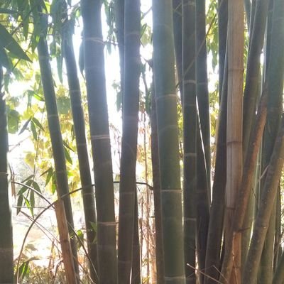 kDFBgcVG635FMHe's profile picture. 