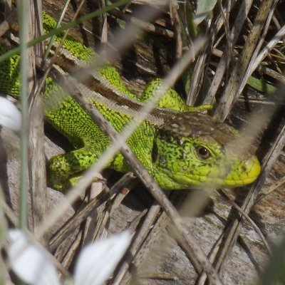 Undertaking surveys, conservation tasks and raising awareness, for amphibians and reptiles, particularly on the Sefton coast. Part of @ARGroupsUK