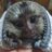 cape_exotic_animalのアイコン