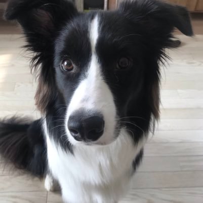 ボーダーコリーのジュノです🐶2018.5.22生まれ。東京にいます！元気モリモリの男の子です👏🏻 Juno the Border Collie, living in Tokyo🗼 #ボーダーコリー #bordercollie