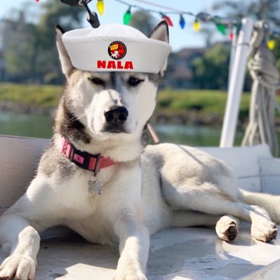 Just a husky that lives on a boat ⛵️, normal right? Defeating evil one woof at a time 🐾 #ZSHQ #HuskyMafia