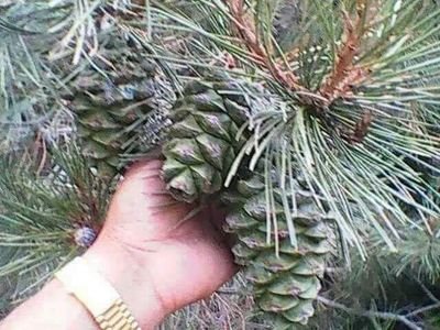 Asad40693151's profile picture. game