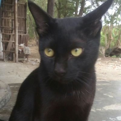 anindhyta74's profile picture. luru ilmu dan ridhonya...
manfa'at dunia akherat