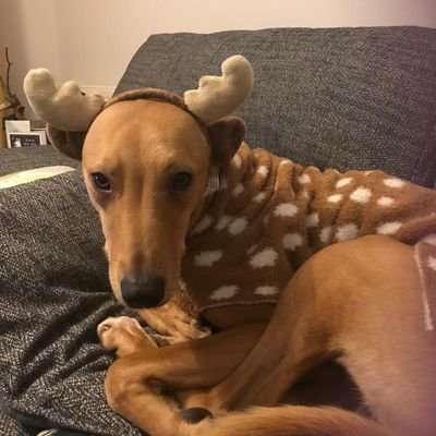 jittermum's profile picture. Left leaning snowflake