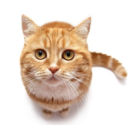 PetNewsOrg's profile picture. Веду свой мини блог о животных =)
Самое интересное о собаках и котах =)