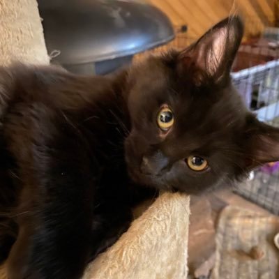 High_Per_Linc's profile picture. Hot trans dude here to share pets, and pot, and food for thought.