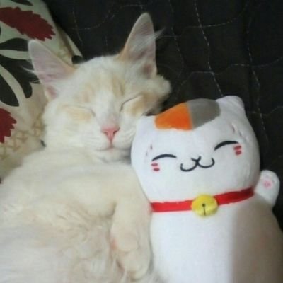 Oryさんのプロフィール画像