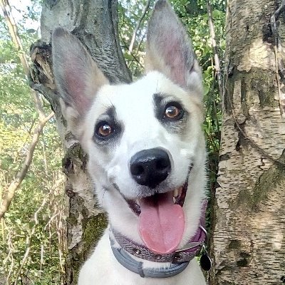 BoatingDog's profile picture. I'm a rescue dog that lives on a historic 1936 Narrow boat. The captain of @bwfuels, sleeps upside down and gets grumpy if I'm not allowed off at a lock 😂