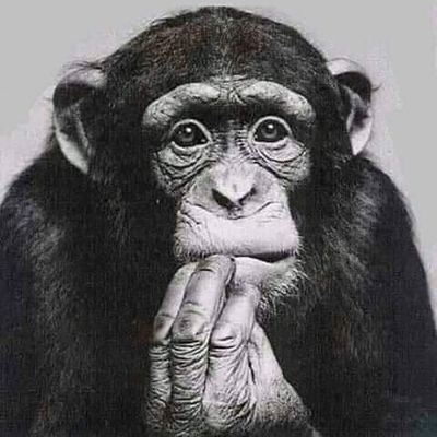 ShowtimeHS's profile picture. Pokemon TCG Player
Ex Hearthstone Competitive player