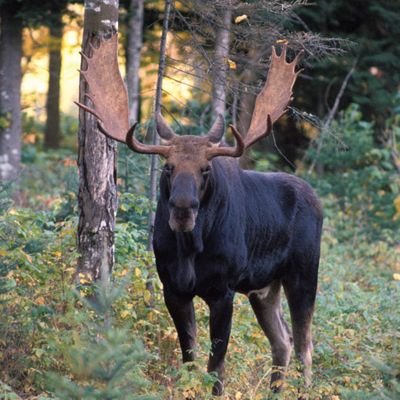 This is moose. It is big, is nonchalant, and has antlers. Like me, but without the antlers... I think, at least.
Lightning both scares and excites me sexually