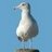 Oregon_Coast's profile image