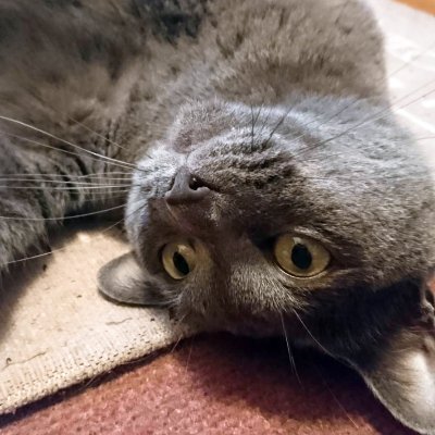成人済(25↑)取引兼日常垢
取引は現在ほぼ呪術
あとたまに実家の猫(◍ ´꒳` ◍)
ツイフィ必読ではありませんが、確認して頂いた方を優先させて頂きます