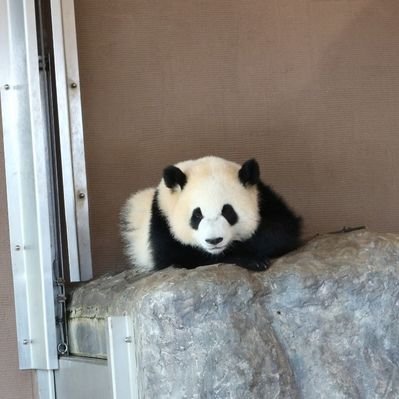 パンダ豆知識bot I Love Panda00 Twitter