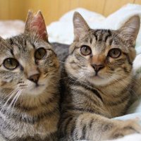 ミュリ|保護猫と一緒に動画編集 (@murircat) 's Twitter Profile