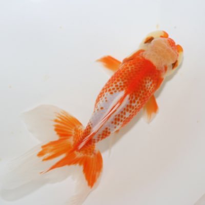 Youhei Kidachi Jpc 本日ペット家族稲城押立店にてメダカ市開催中 メダカくじとメダカすくいもやってます ペット家族 くろがねや ジャパンペットコミュニケーションズ Youhei Kidachi Jpc 本日ペット家族稲城押立店にてメダカ市開催中 メダカくじとメダカすくいもやってます ペット家族 くろがねや ジャパンペットコミュニケーションズ